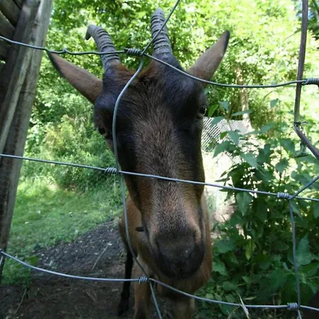 Peaceful Garden In Дом отдыха Модав
